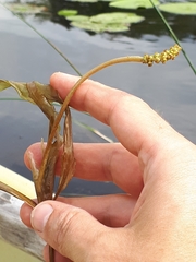 Potamogeton alpinus