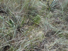 Dalea tenuis