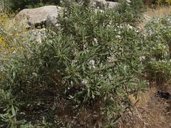 Eriodictyon trichocalyx lanatum