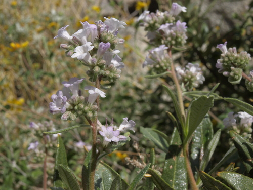 Eriodictyon trichocalyx var. lanatum
