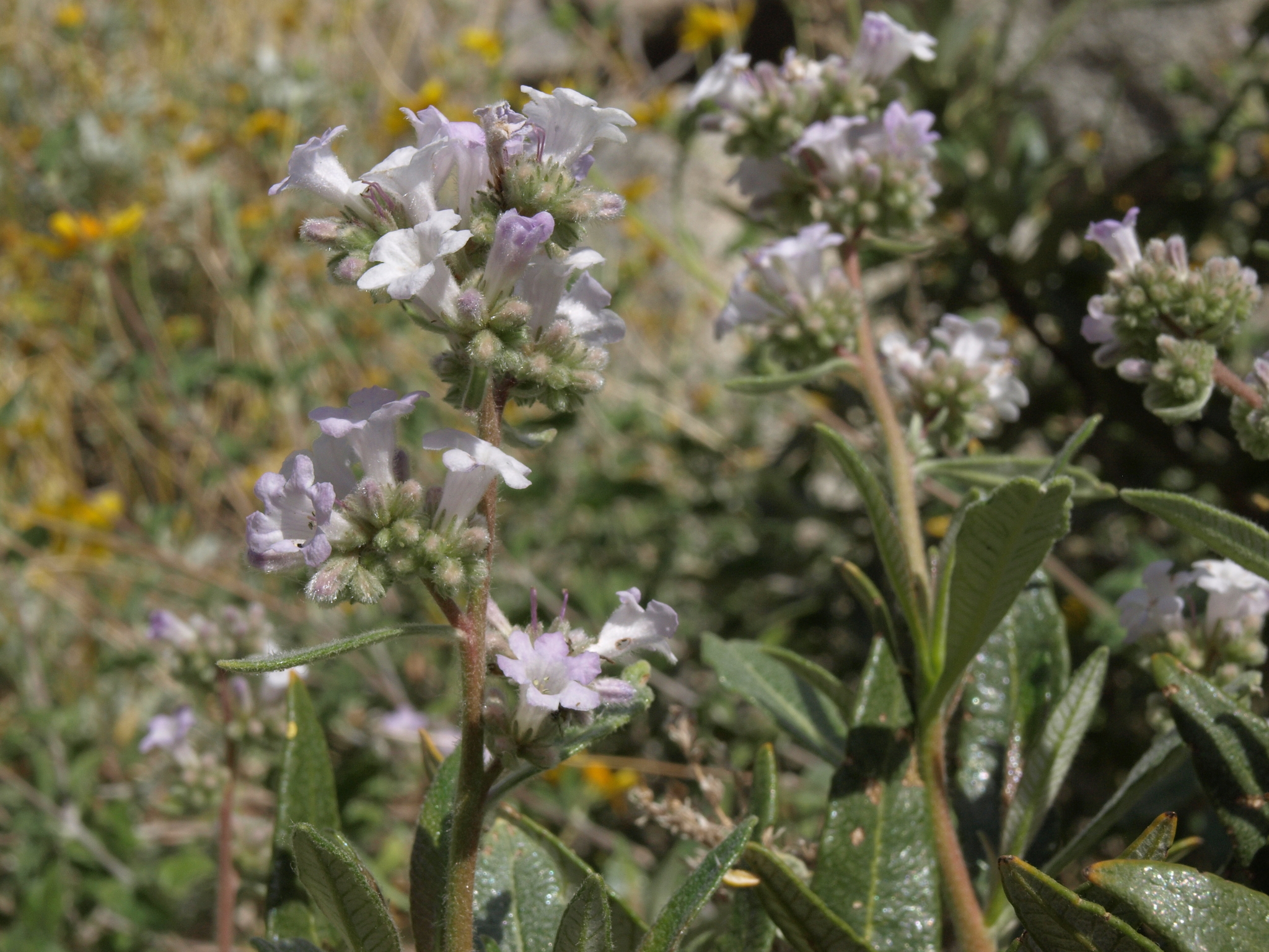Eriodictyon trichocalyx var. lanatum