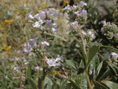 Eriodictyon trichocalyx lanatum