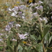 San Diego Yerba Santa - Photo (c) Jim Morefield, some rights reserved (CC BY), uploaded by Jim Morefield