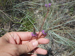 Dalea tenuis