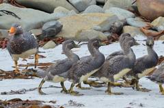 Tachyeres brachypterus