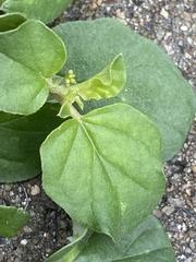 Boerhavia diffusa