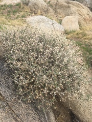 Brickellia frutescens