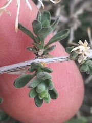 Brickellia frutescens