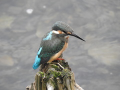 Alcedo atthis