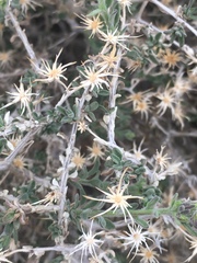 Brickellia frutescens