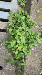 Boerhavia diffusa