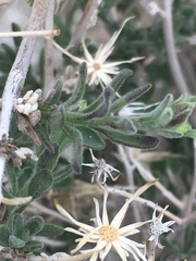 Brickellia frutescens