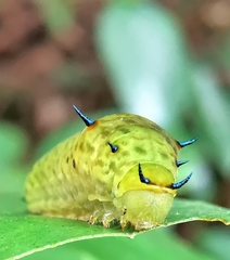 Graphium agamemnon agamemnon