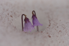 Soldanella pusilla
