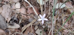 Dianthus strictus