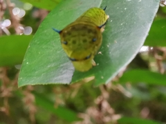 Graphium agamemnon agamemnon