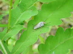 Pandivirilia