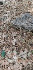 Dianthus strictus