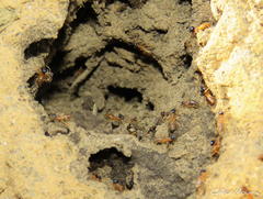 Constrictotermes cyphergaster