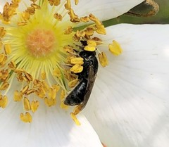 Hemihalictus