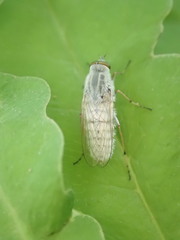 Pandivirilia
