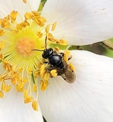 Hemihalictus
