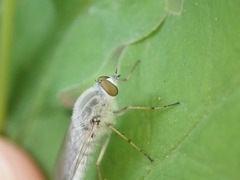 Pandivirilia