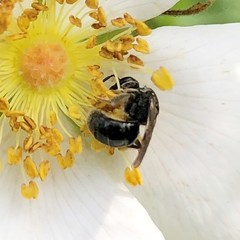 Hemihalictus