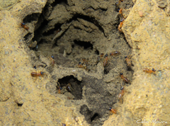 Constrictotermes cyphergaster