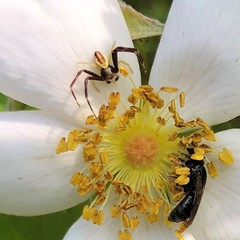 Hemihalictus