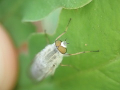 Pandivirilia