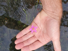 Sabatia grandiflora