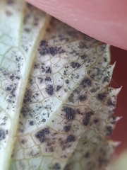 Puccinia angelicae