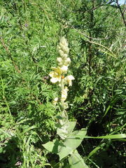 Woolly Mullein (Verbascum phlomoides)