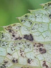Puccinia angelicae