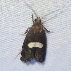 Epiblema gibsoni
