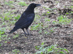 Corvus corone