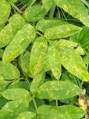 Puccinia angelicae