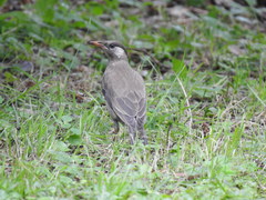Spodiopsar cineraceus