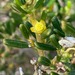 Pale Turpentine Bush - Photo (c) wombatplace, some rights reserved (CC BY-NC)
