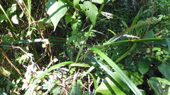 Scleria terrestris