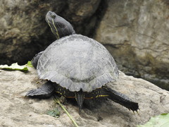 Trachemys scripta elegans