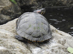 Trachemys scripta elegans
