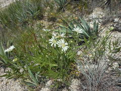 Silphium albiflorum