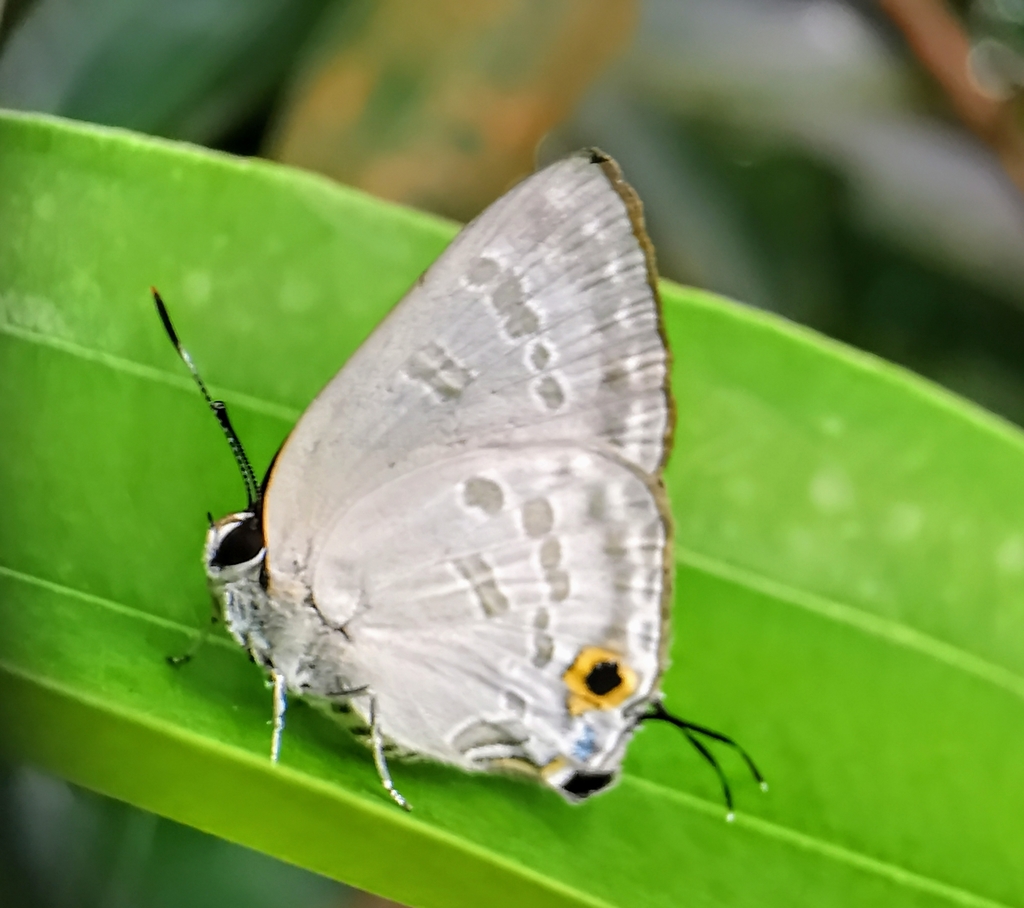 Eliot's Cornelian