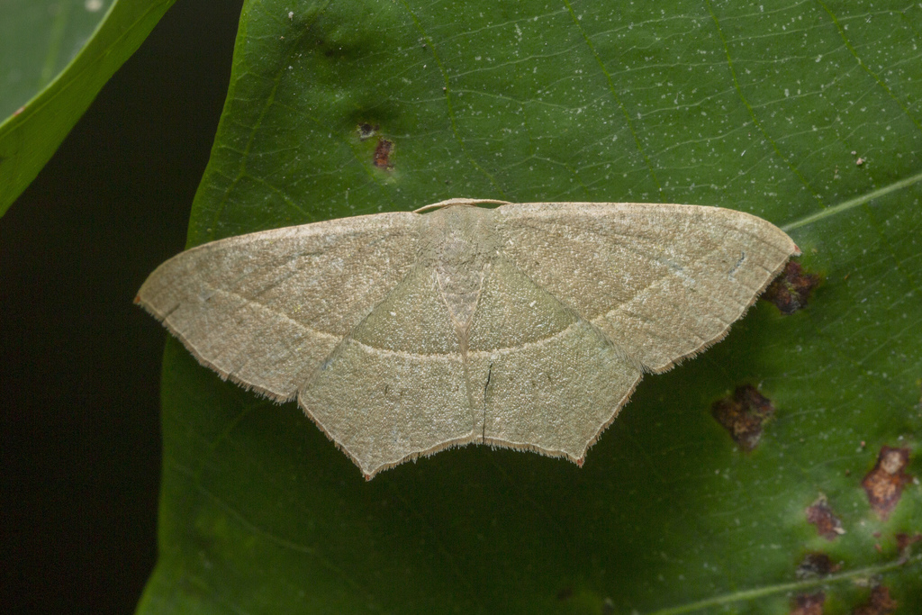 Acacia Blood Vein Moth