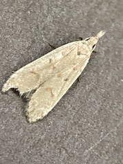 Dichomeris punctidiscellus