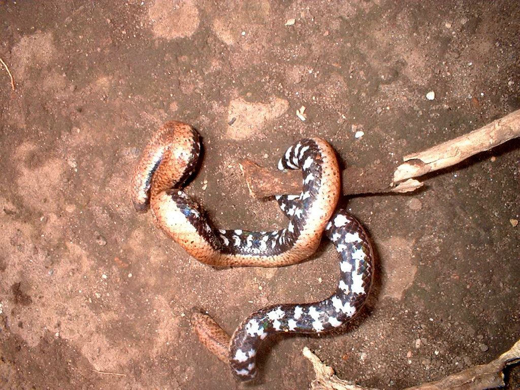 Common pipe snakes - Encyclopedia of Life