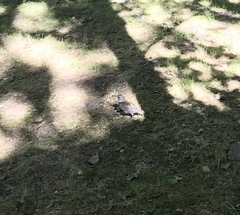Turdus pilaris