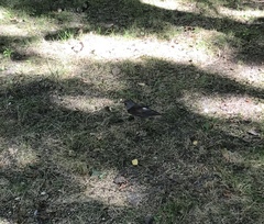 Turdus pilaris